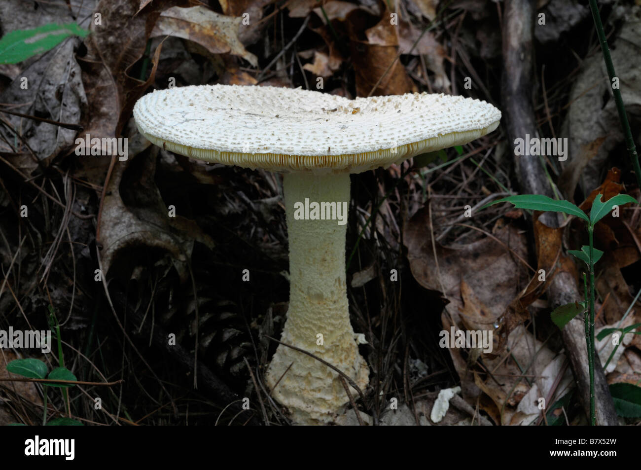 Amanita sp Var giftige vergiften giftig weißen Pilz Pilz Nahaufnahme Detail ungenießbar Gefahr gefährlich Stockfoto