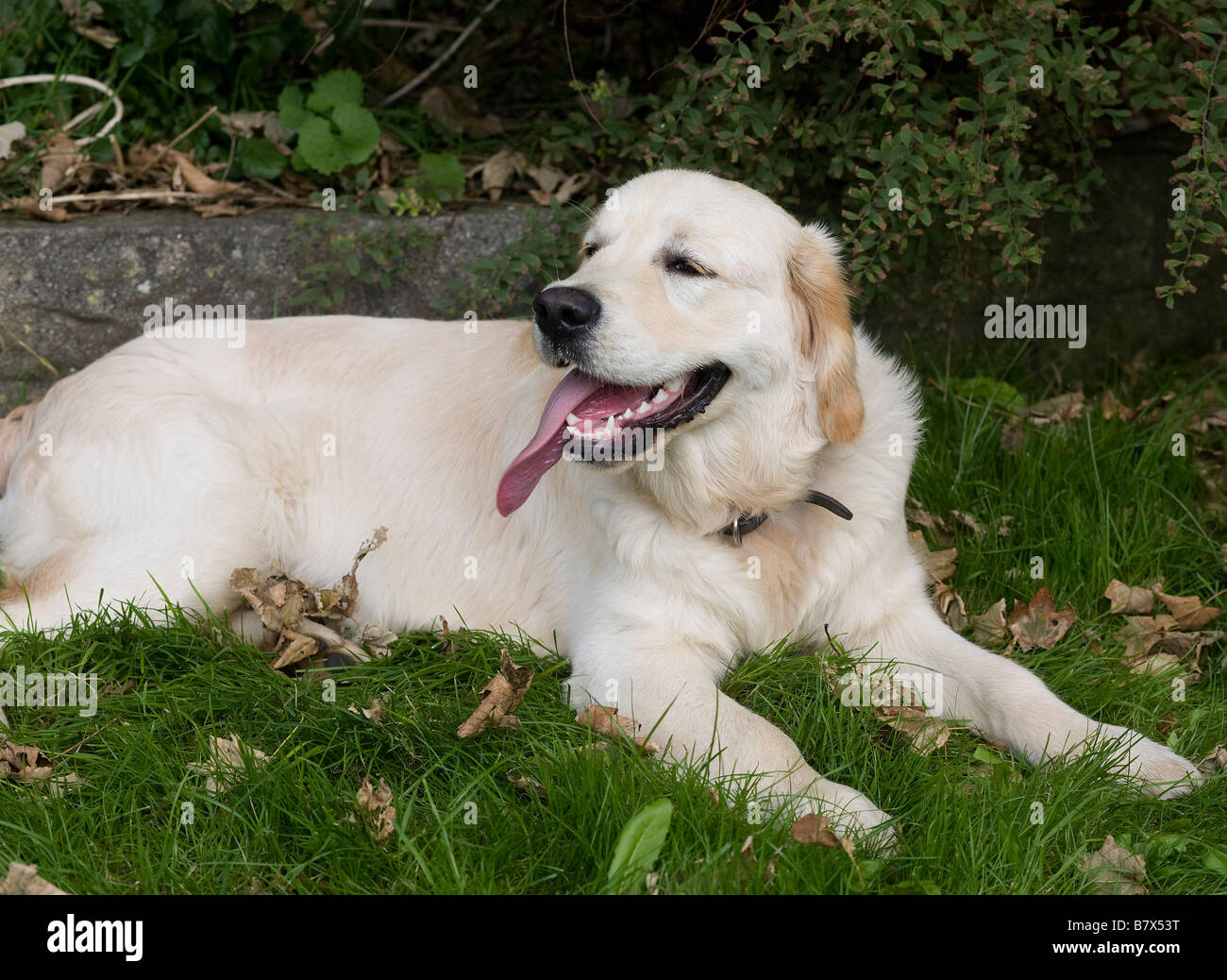 Sechs Monate alten Jugendlichen Haustier golden Retriever Welpe Alfie zeigt seine rosa Zunge auf einen erneuten Besuch in seinem Züchter im Herbst Stockfoto Sechs Monate alten Jugendlichen Haustier golden Retriever Welpe Alfie zeigt seine rosa Zunge auf einen erneuten Besuch in seinem Züchter im Herbst Stockfoto