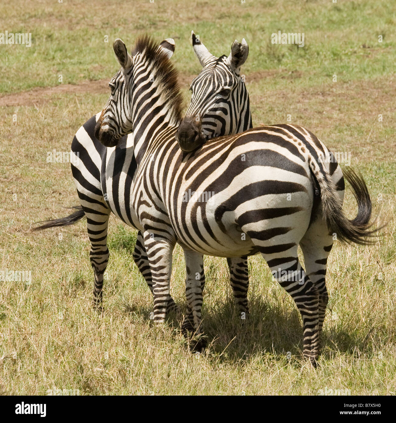 Zebras verflochten auf den Ebenen der Masai Mara in Kenia Stockfoto