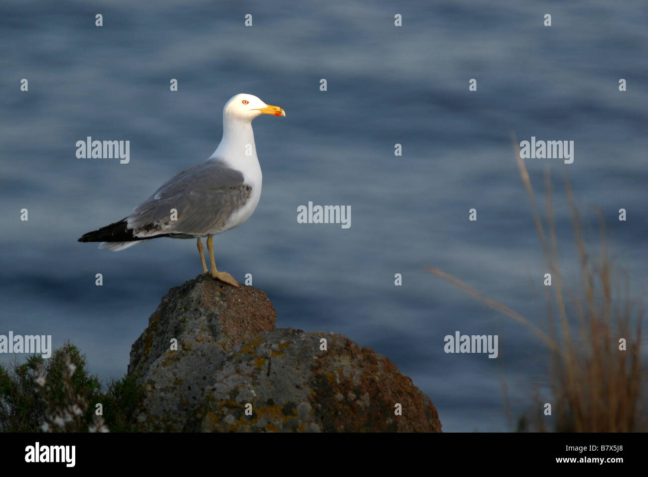 Gelb-legged Möve, Larus Michahellis, Vogel, Meer Stockfoto