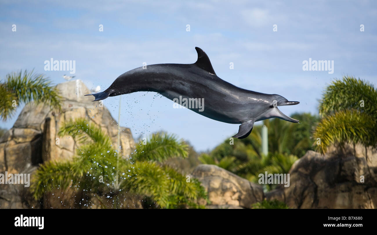 Delphin springen in einer Sea World Show in Surfers Paradise Gold Coast Queensland Australien Stockfoto