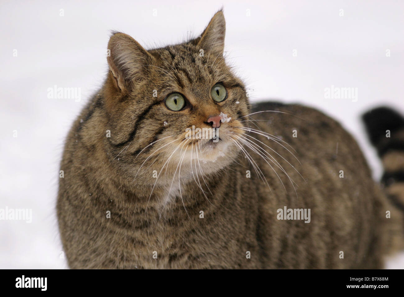 Europäische Wildkatze, Deutschland Stockfoto