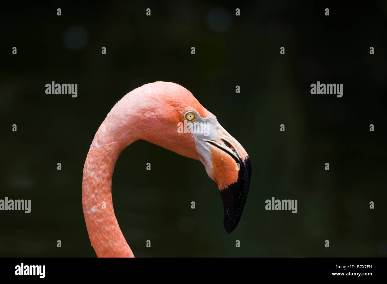 Amerikanische Rosaflamingo (Phoenicopterus Ruber), Florida, USA Stockfoto