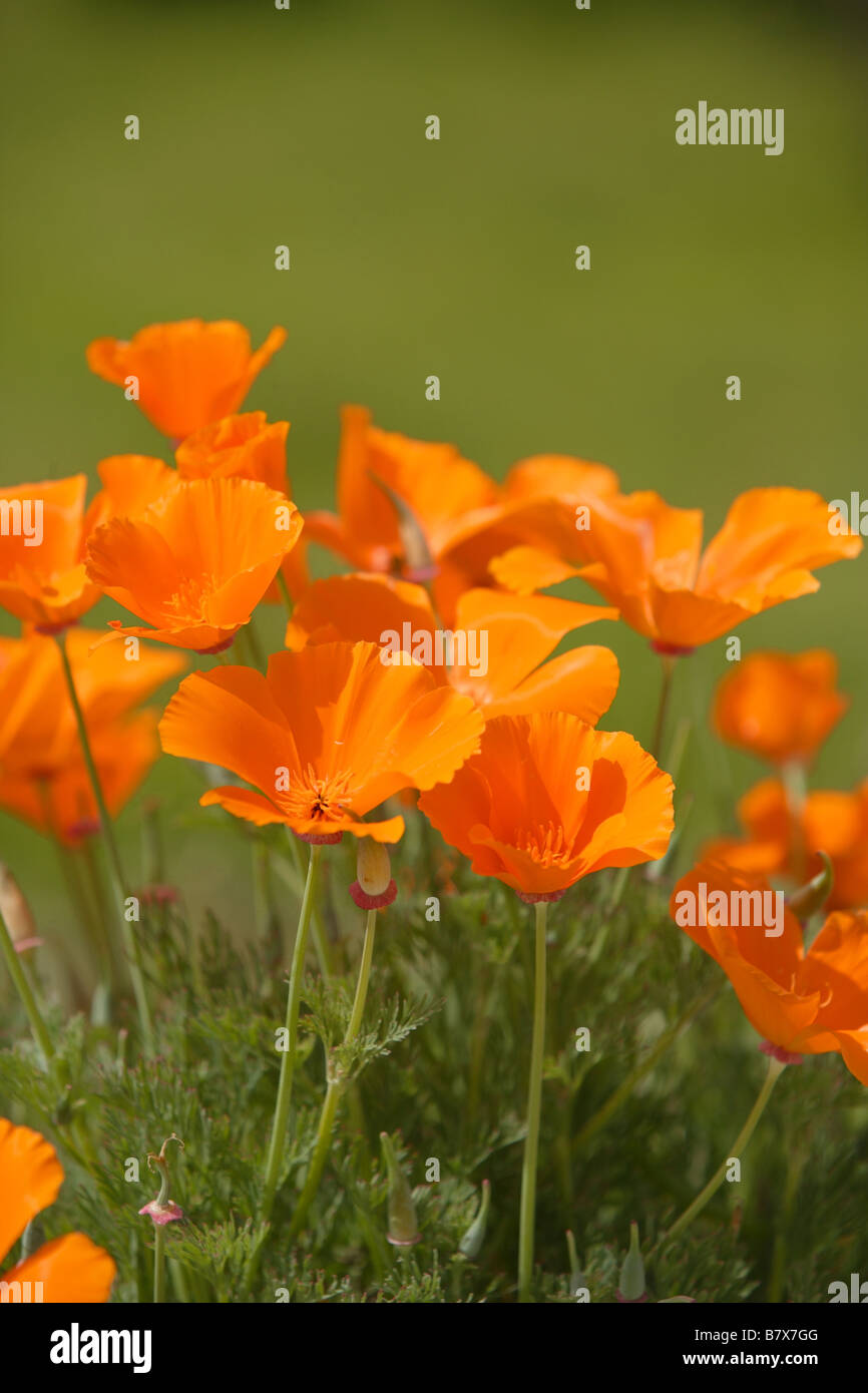 Mohn Kalifornien Zustand Blume Wildblumen wild Stockfoto