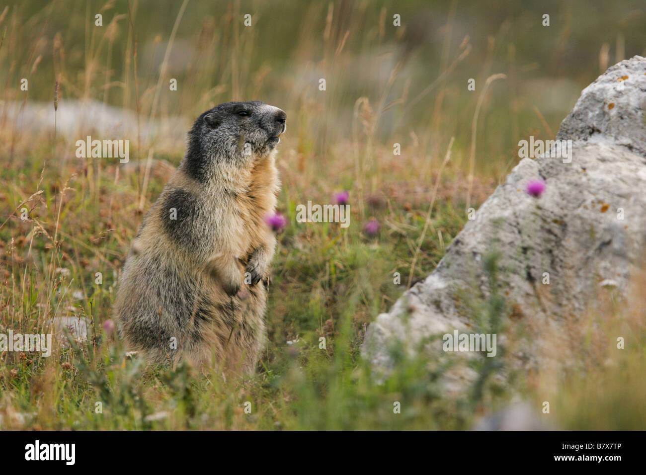 Murmeltier, Marmota, Sciuridae, Grundeichhörnchen, Nagetier, Berge, Alpen, Apenninen, Gran Paradiso Nationalpark, Italien Stockfoto