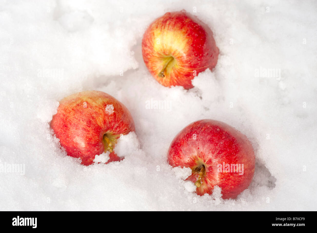 Drei Windfall-Äpfel im Schnee Stockfoto