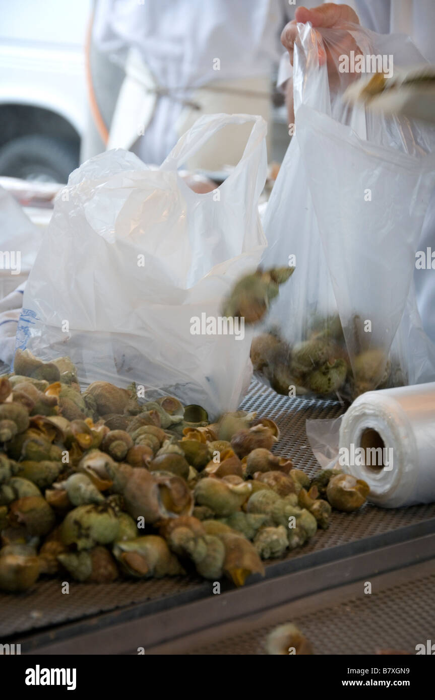 Frau schöpft Meeresschnecken in Plastiktüten Brügge-Fischmarkt-Westflandern-Belgien Stockfoto