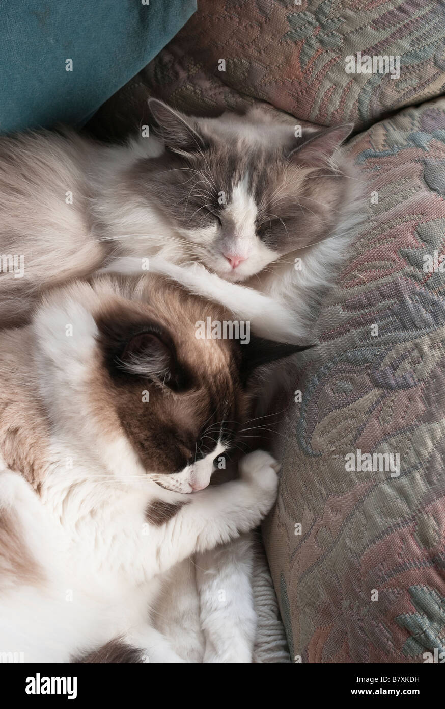 Zwei Geschwister Ragdoll Katzen zusammen schlafen im Winter Stockfotografie Alamy