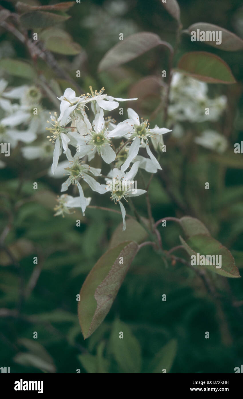 Amelanchier Canadensis in voller Blüte im Srping Garten. Stockfoto