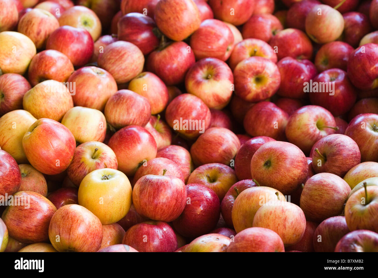 Australische Bio-Äpfel Stockfoto
