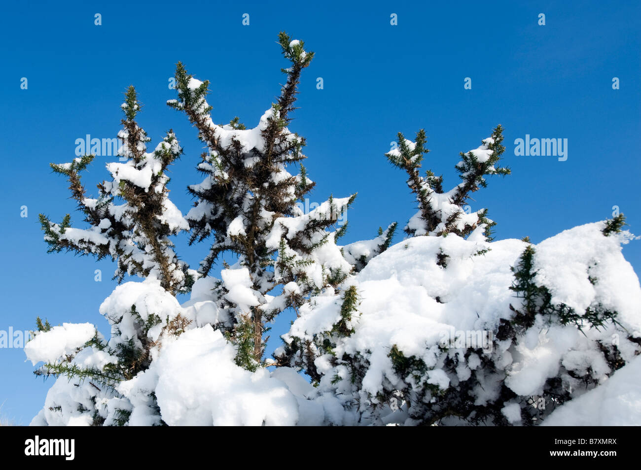 Schneebedeckte Ginster-Büsche vor einem strahlend blauen Himmel Stockfoto