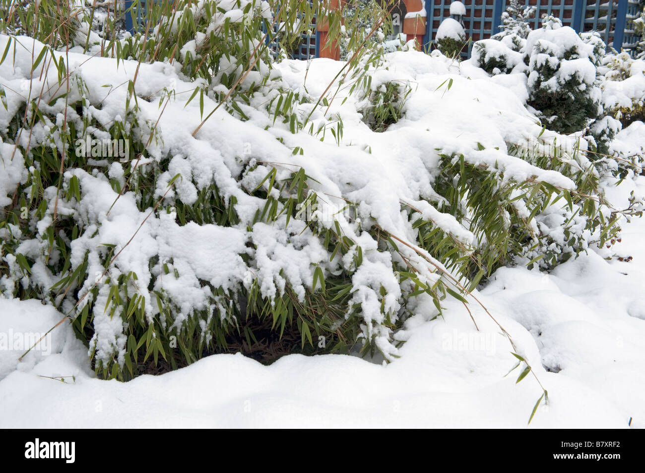 Mittlerer Bambus-Pflanzen zerkleinert mit Schnee Stockfotografie - Alamy