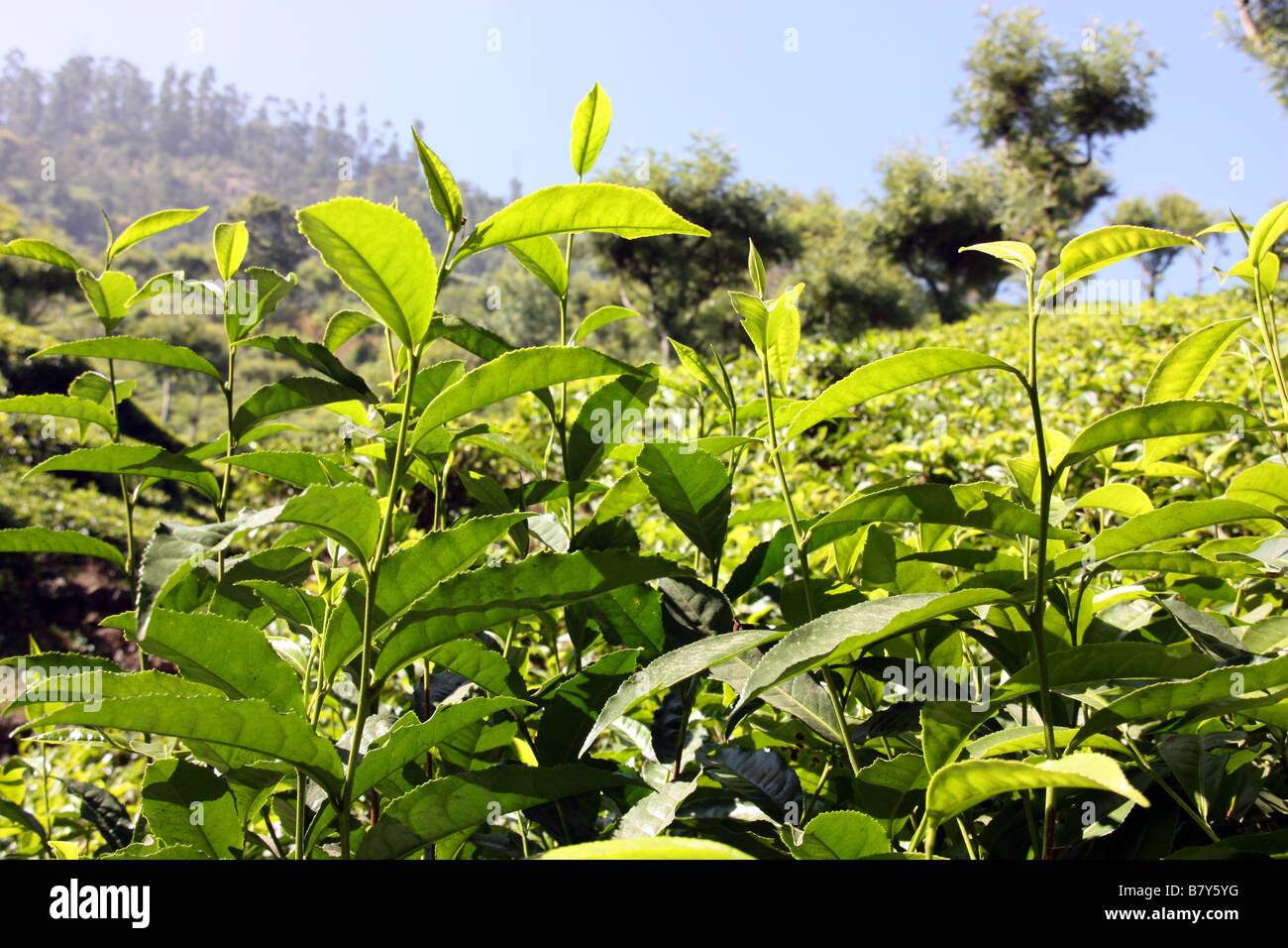 Tee-Plantage in den Bergen in der Nähe von Ooty Tamil Nadu, Indien Stockfoto