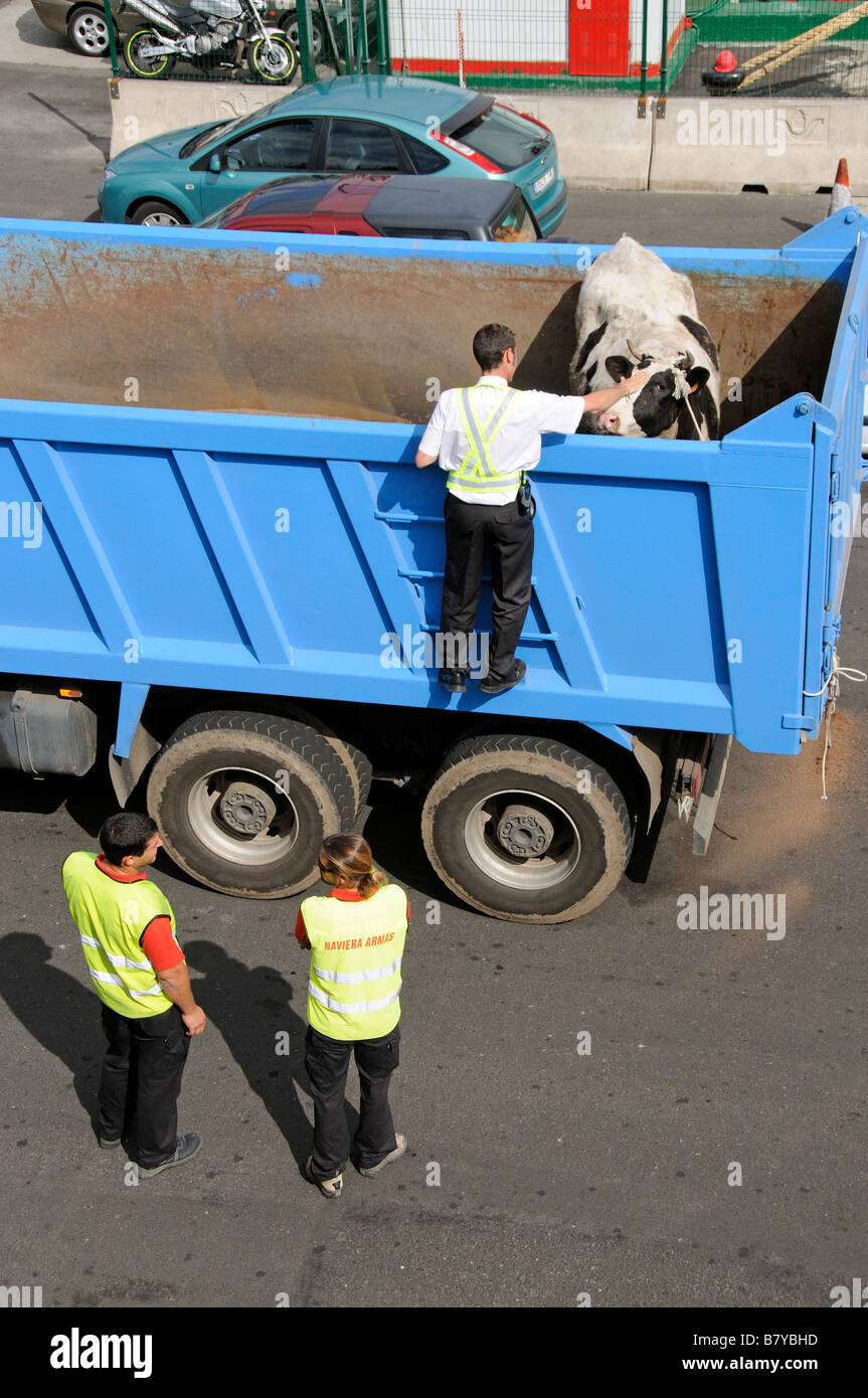 Kuh auf einem LKW und inspizierten von Port Authority Beamten vor der Verladung auf ein Schiff in Los Cristianos Stockfoto