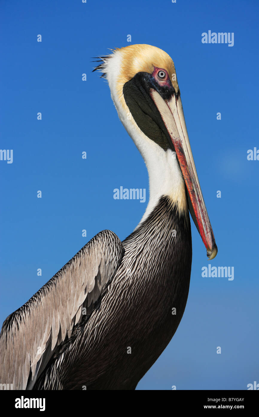 Porträt von einem braunen Pelikan (Pelecanus Occidentalis) in Key West, Florida. Stockfoto