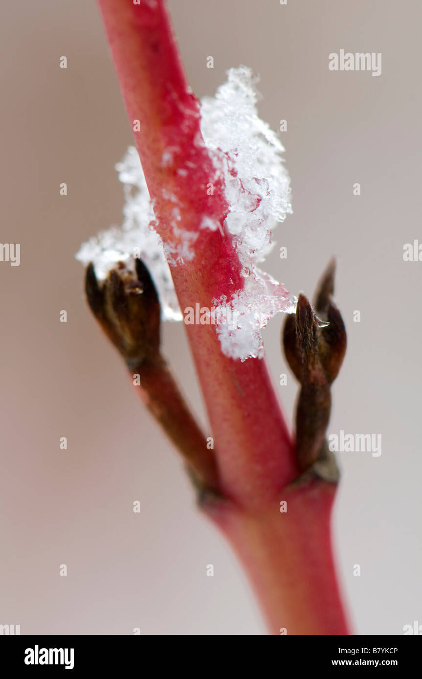 Nahaufnahme von Schnee auf einen Stamm von Cornus sanguineaund Midwinter Fire Stockfoto