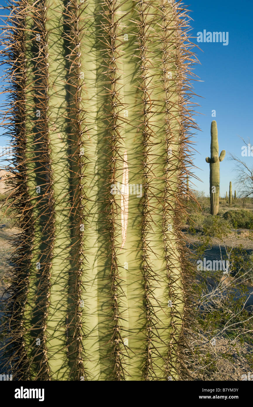 Saguaro Kaktus (Carnegiea Gigantea) Tinajas Altas Berge, Barry Goldwater Air Force Range, Arizona Stockfoto