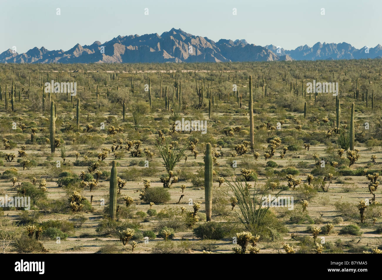 Sonora-Wüste, Tinajas Altas Berge, Barry Goldwater Luft Kraftbereich, Arizona Stockfoto