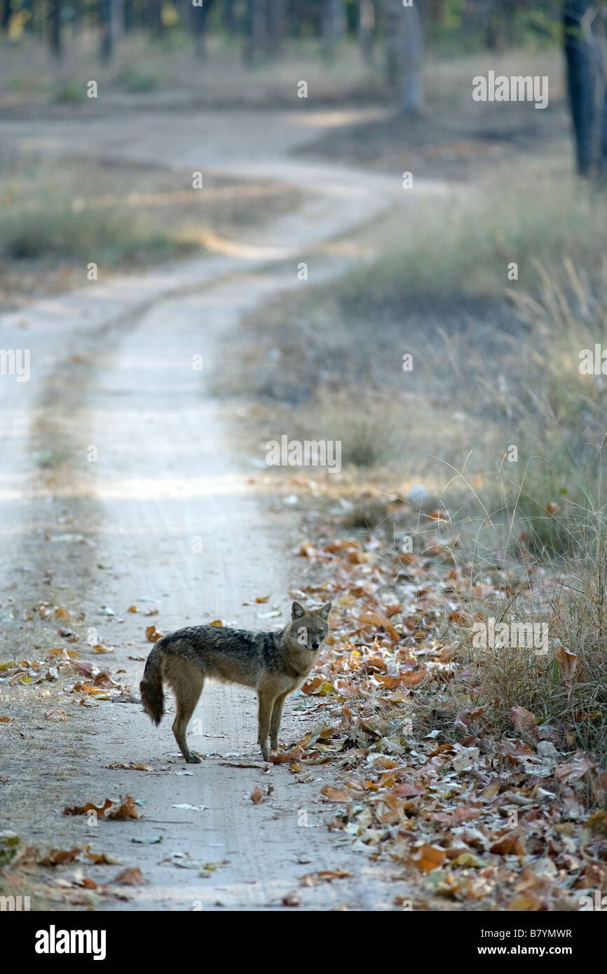 Jackal (Canis Aureus) in der Art von Pench Tiger reserve, Madhya Pradesh, Indien. Stockfoto