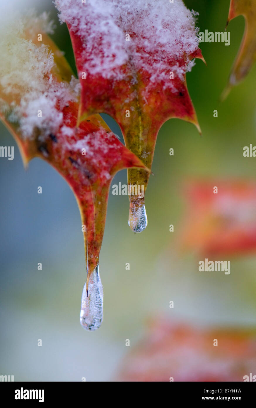 Schneeflocken und Eiszapfen an den Blättern von Mahonia x Media Buckland Stockfoto