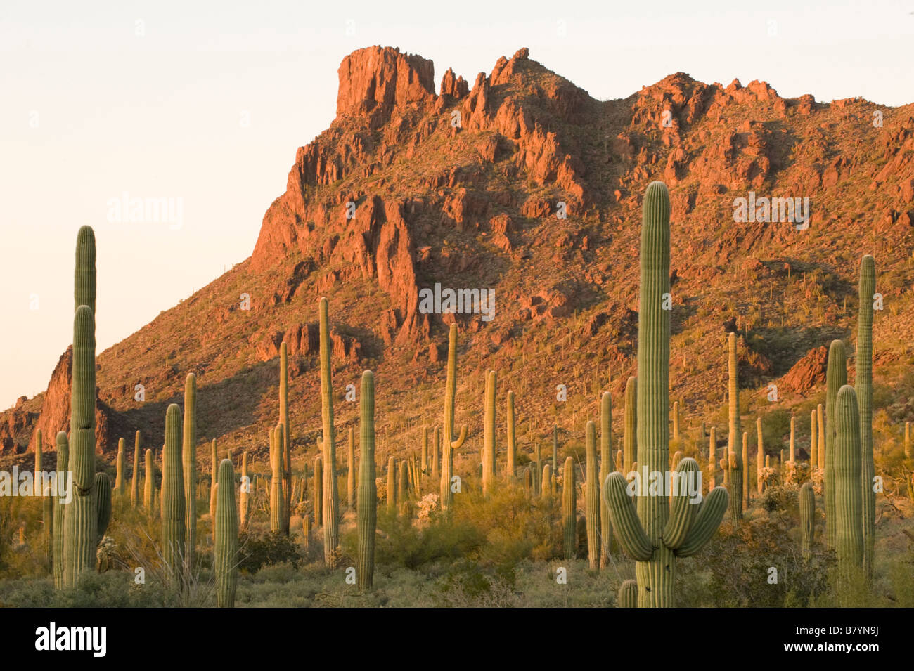 Saguaro Kaktus (Carnegiea Gigantea) Alamo Canyon, Organ Pipe National Monument, Arizona, Sonnenuntergang Stockfoto