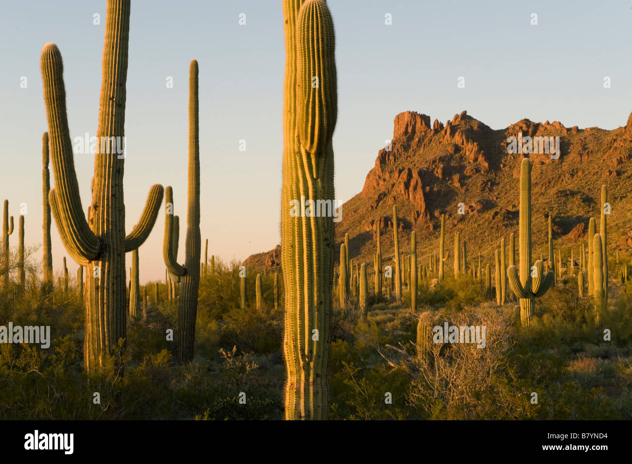 Saguaro Kaktus (Carnegiea Gigantea) Alamo Canyon, Organ Pipe National Monument, Arizona, Sonnenuntergang Stockfoto