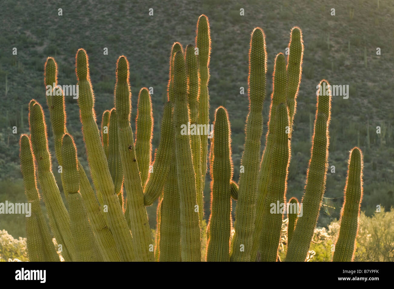 Organ Pipe Cactus (Stenocereus Thurberi) Organ Pipe National Monument, Arizona Stockfoto