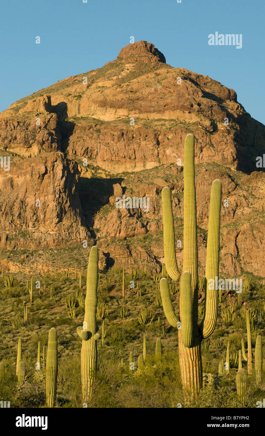 Saguaro Kaktus (Carnegiea Gigantea) Organ Pipe National Monument, Süd-Arizona Stockfoto