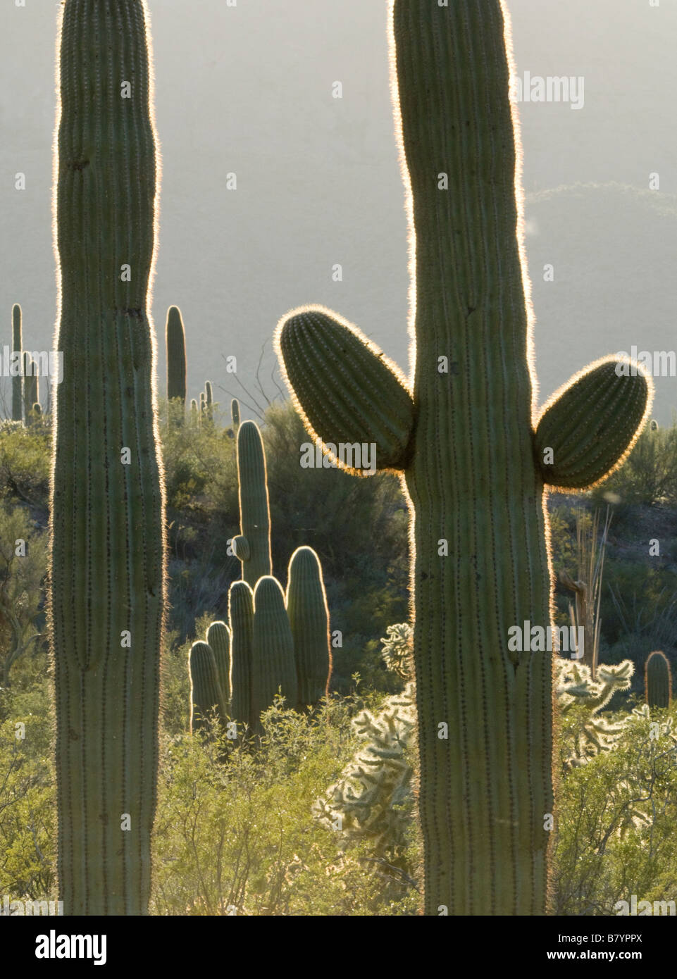 Saguaro-Kaktus (Carnegiea Gigantea) bei Sonnenaufgang, Organ Pipe National Monument, Arizona Stockfoto