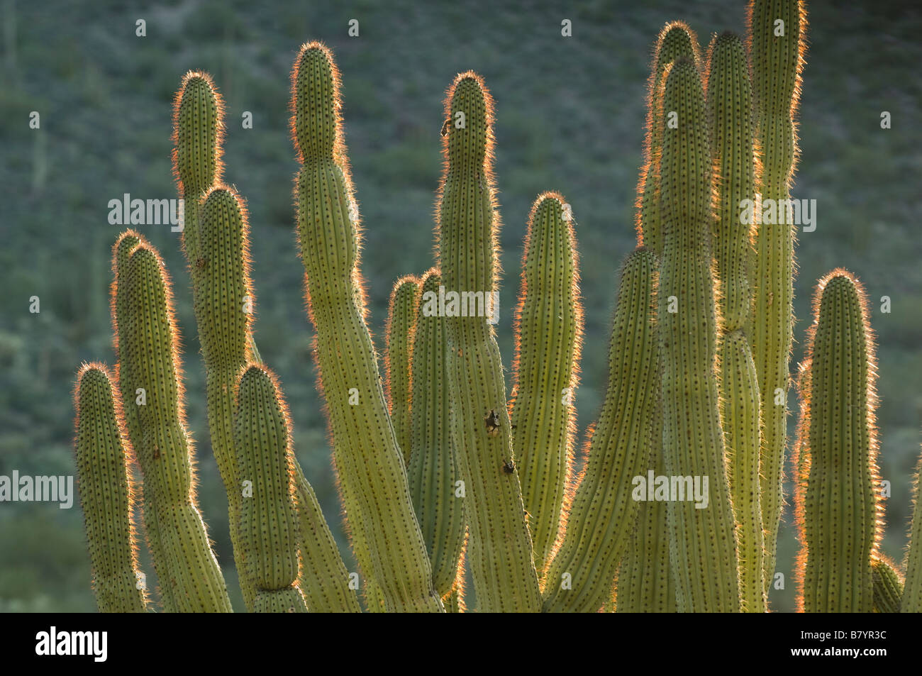 Organ Pipe Cactus (Stenocereus Thurberi) Sunrise, Organ Pipe National Monument, Arizona Stockfoto