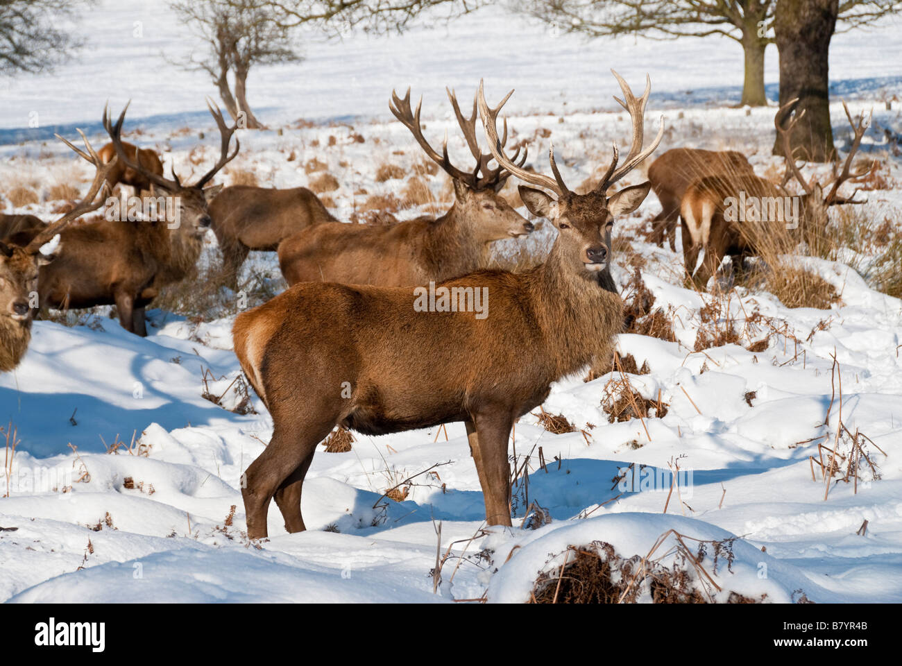 Hirsche im Schnee Richmond Park, London Stockfoto