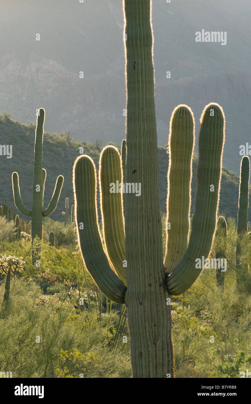 Saguaro Kaktus (Carnegiea Gigantea) Ajo Mountain Loop, Sonnenaufgang, Organ Pipe National Monument, Arizona Stockfoto