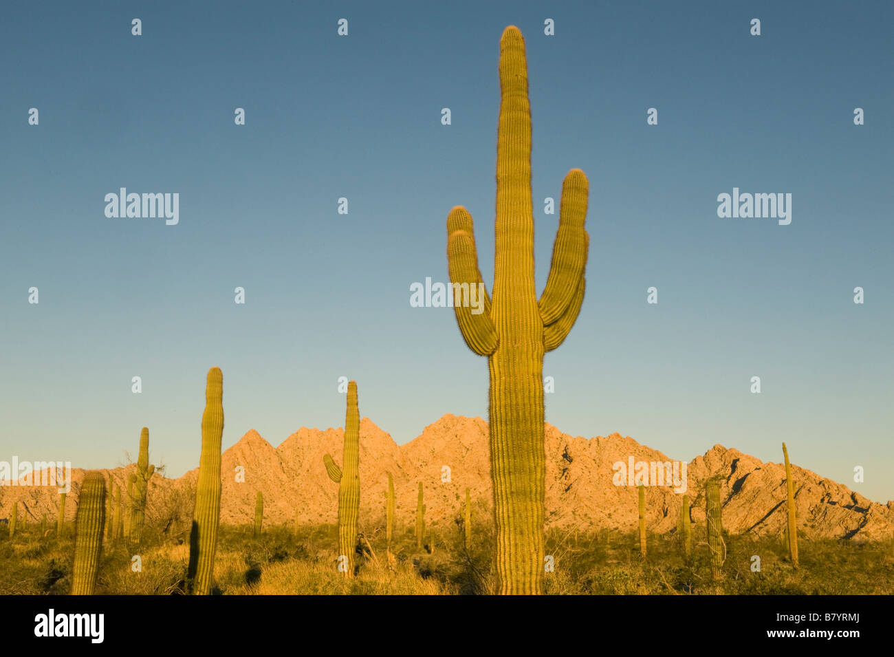 Saguaro Kaktus (Carnegiea Gigantea) Tinajas Altas Berge, Barry Goldwater Air Force Range, Arizona Stockfoto