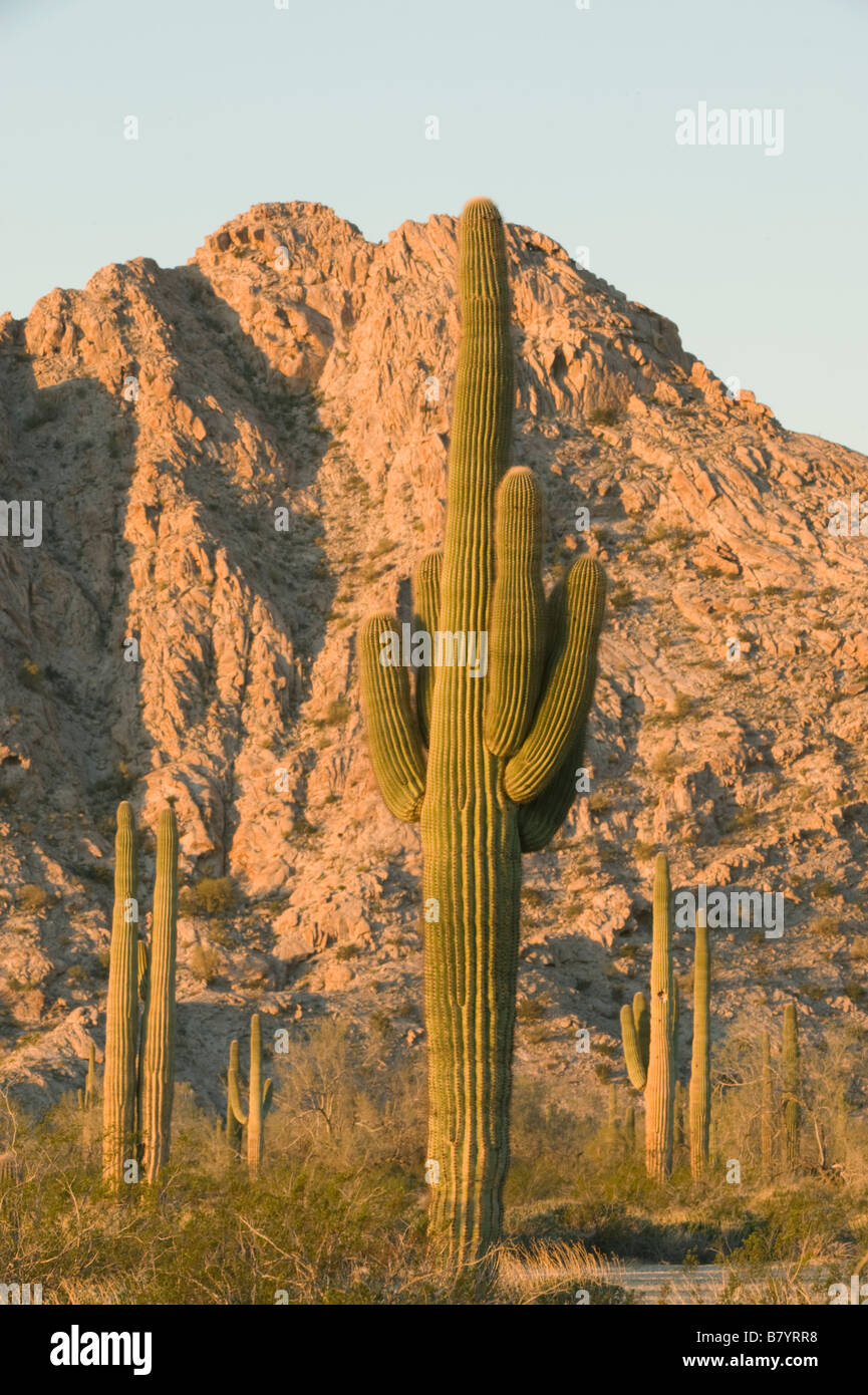 Saguaro Kaktus (Carnegiea Gigantea) Tinajas Altas Berge, Barry Goldwater Air Force Range, Arizona Stockfoto