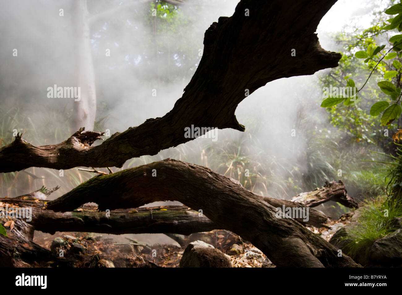 Dampf und Gase steigen aus vulkanischen Dampfdüsen oder Fumarolen im Wald im Rincon De La Vieja Nationalpark in der Provinz Guanacaste, Costa Rica. Stockfoto