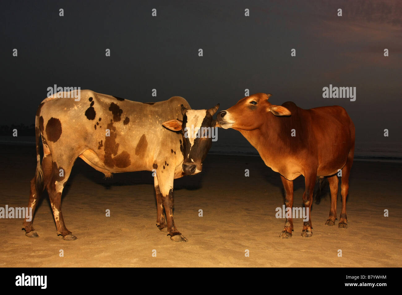 Kühe in der Abenddämmerung auf Palolem Beach Goa Indien Stockfoto