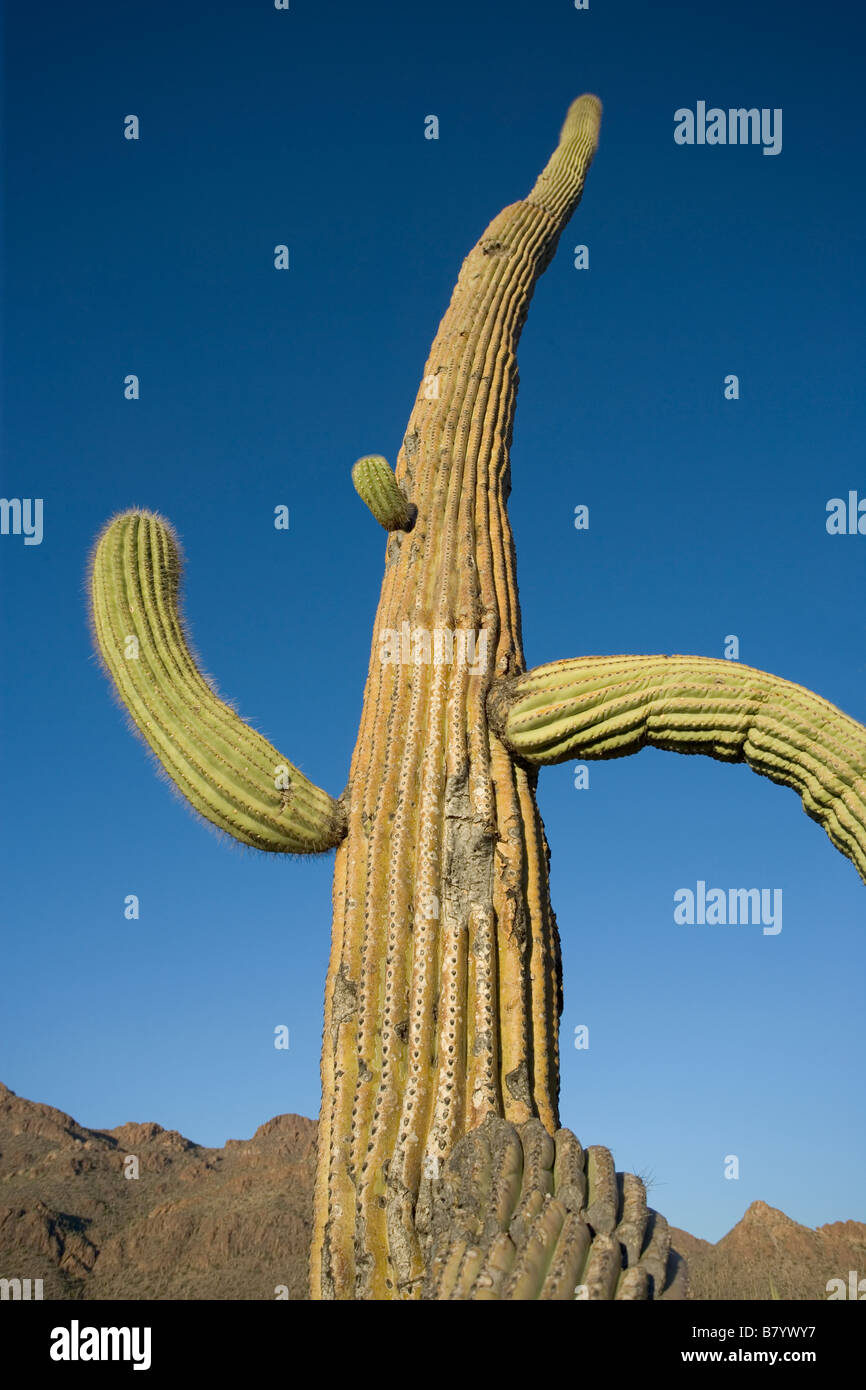 Ein hoher Saguaro-Kaktus mit gebogenen Arme sieht aus wie es s ausgeführt Stockfoto