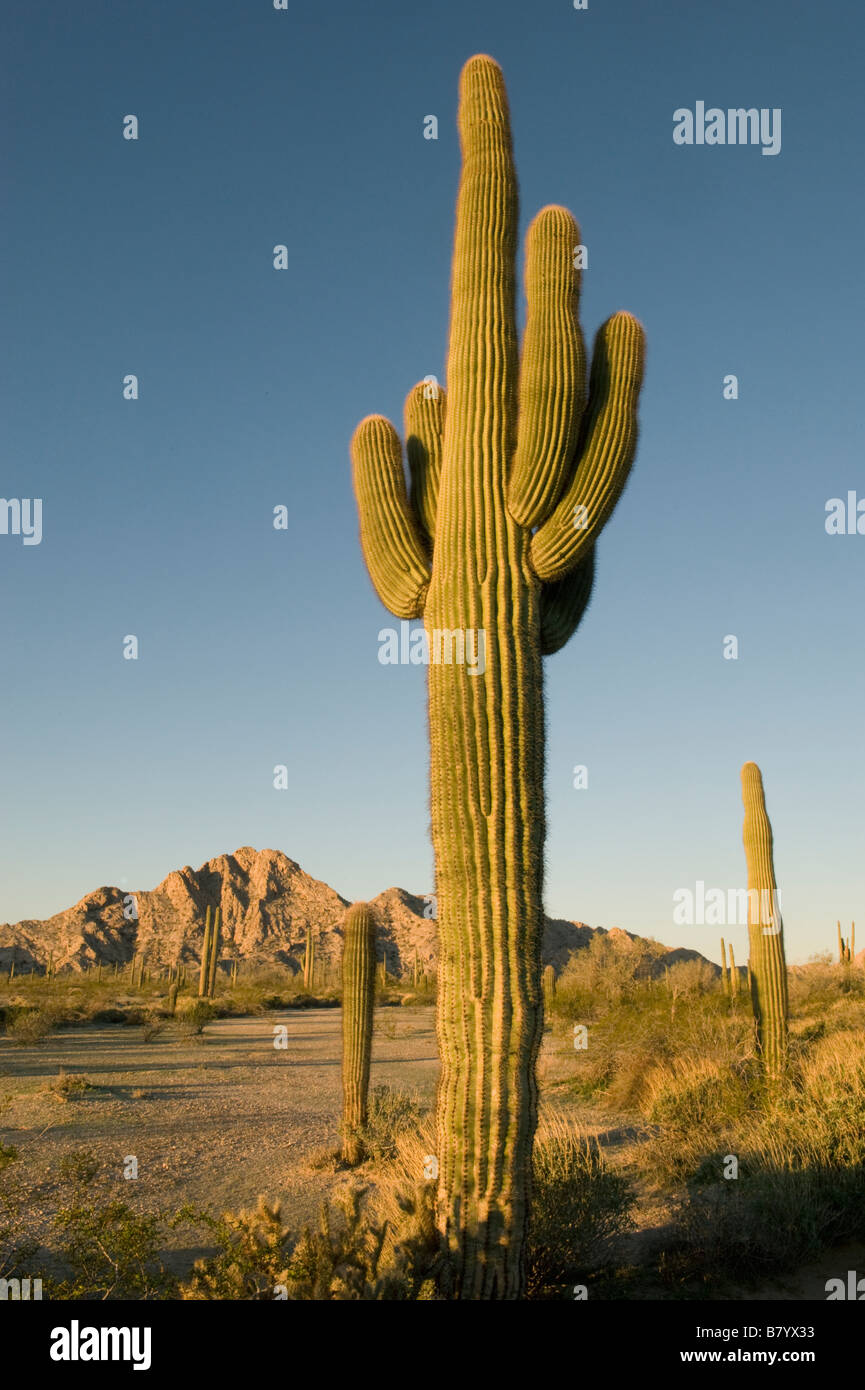 Saguaro Kaktus (Carnegiea Gigantea) Sunrise, Tinajas Altas Berge, Barry Goldwater Air Force Range, Arizona Stockfoto
