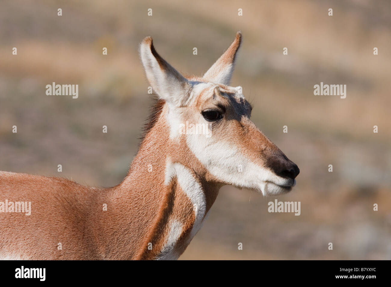 Pronghorn Stockfoto