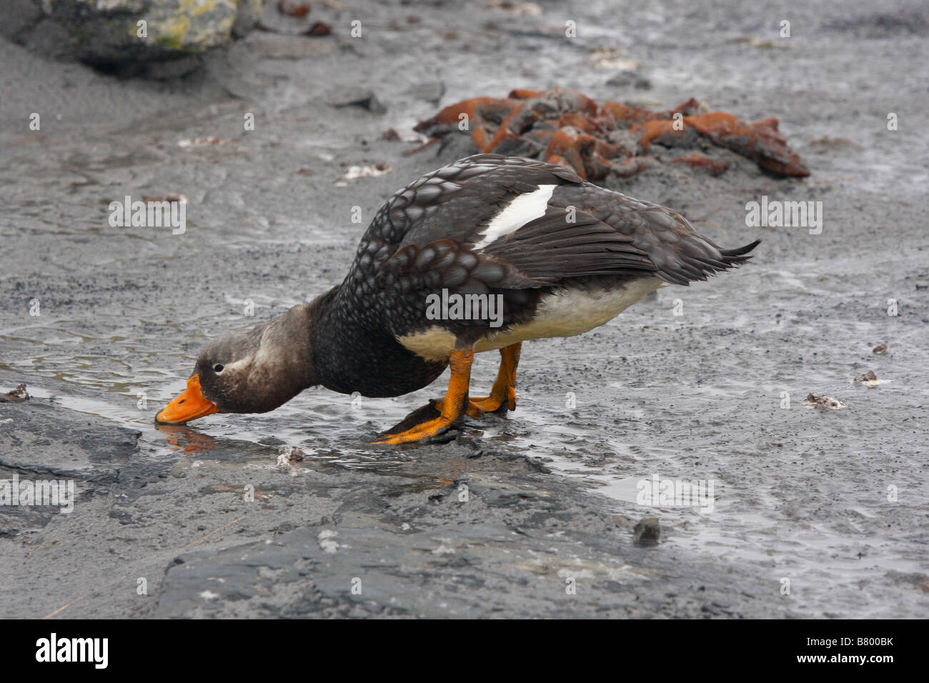 Dampfer Ente Sea Lion Island Falkland Islands Stockfoto