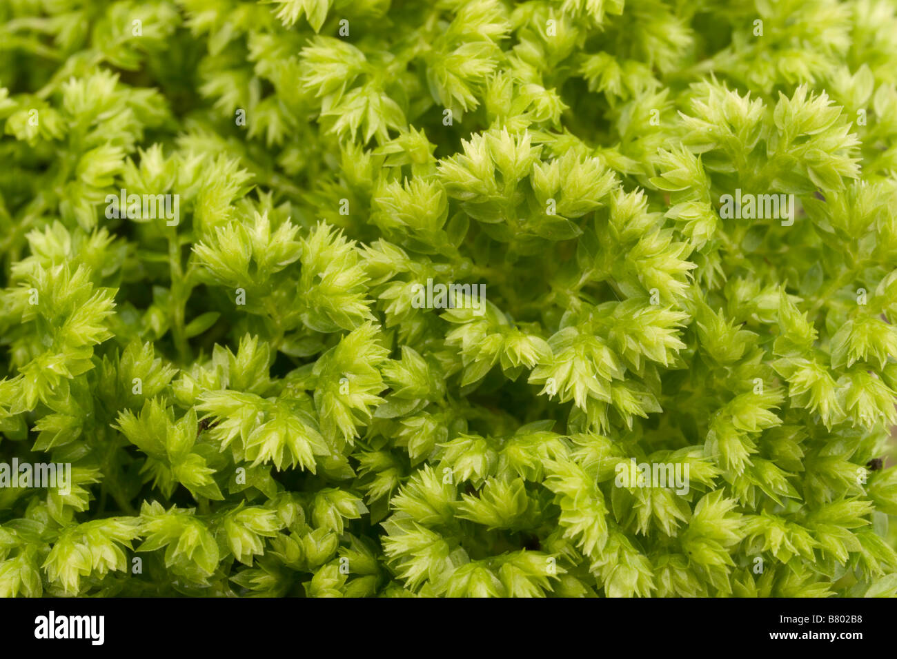 Nahaufnahme von Selaginella "Emerald Isle Moos" Stockfoto