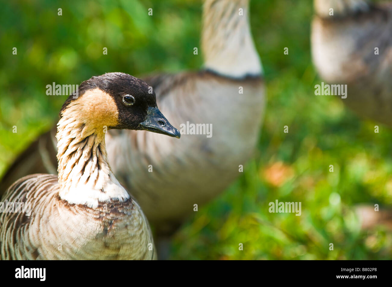 Nene Vögel Gans Branta Sandvicensis Hawaii-Insel Kauai Hawaii Stockfoto