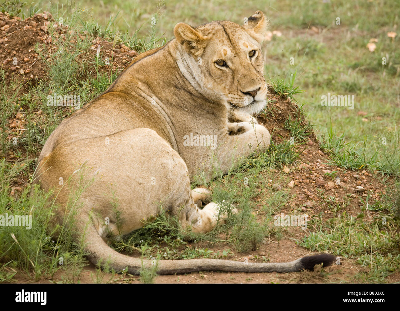 Löwin ruht in der Masai Mara in Kenia Stockfoto