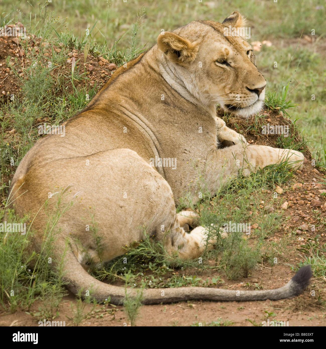 Löwin, die gerade in der Masai Mara in Kenia Stockfoto