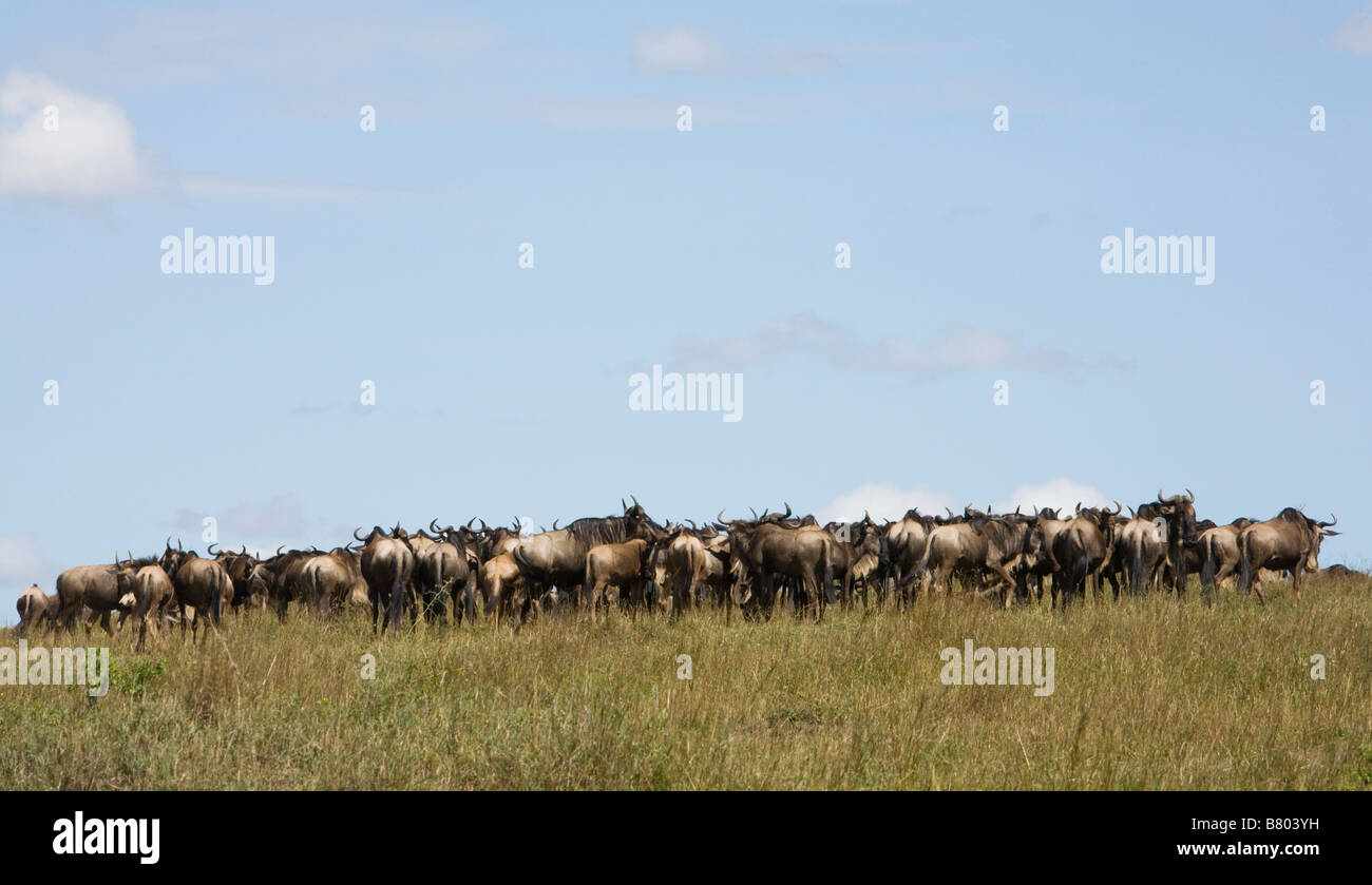 Gnus Herde roaming die Ebenen der Masai Mara in Kenia Stockfoto