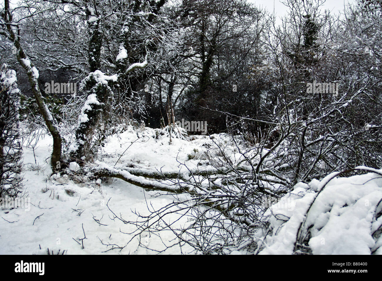 HEFTIGE SCHNEEFÄLLE UND STARKE WINDE HABEN DIESE CERCIS SILIQUASTRUM SCHWER BESCHÄDIGT. Stockfoto