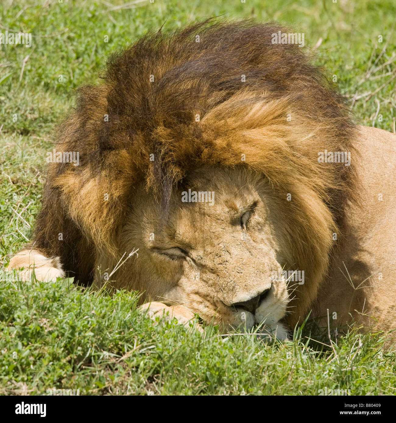 Löwen schlafen auf den Ebenen der Masai Mara in Kenia Stockfoto