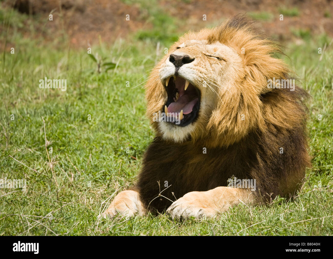 Löwen Gähnen auf den Ebenen der Masai Mara in Kenia Stockfoto
