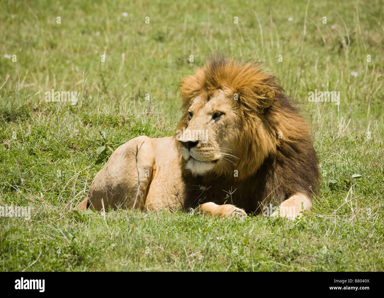 Löwe liegend auf den Ebenen der Masai Mara in Kenia Stockfoto