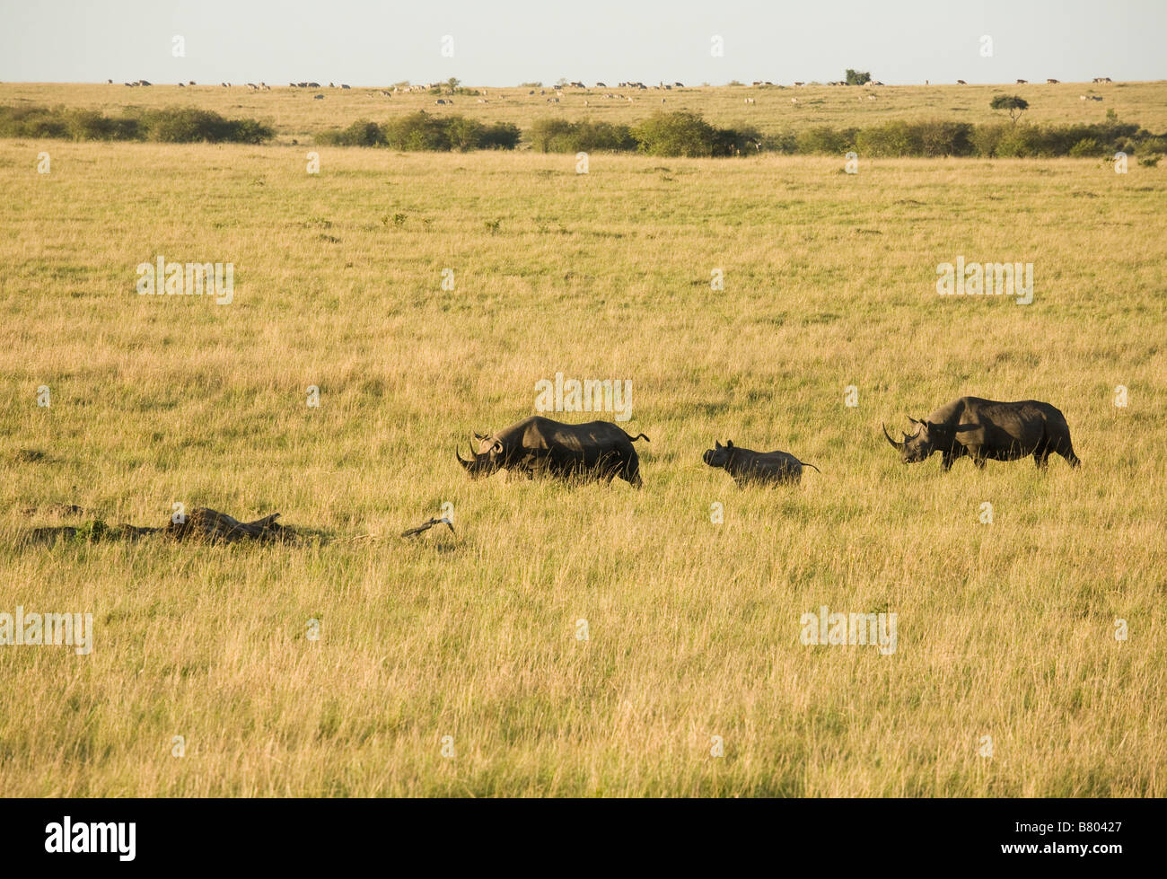 Eine Familie von Black Rhinosaurus roaming die Ebenen der Masai Mara in Kenia Stockfoto